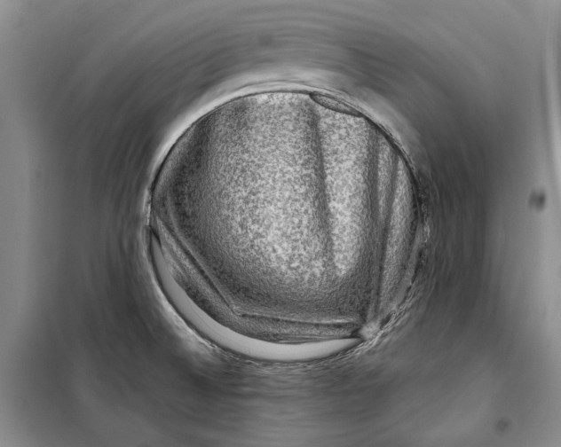 X0000098171524200805151105