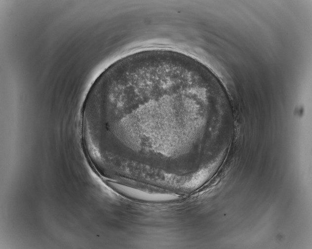 X0000098171527200805151105