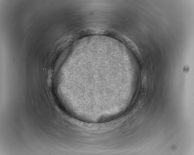 X0000098170026200805221525