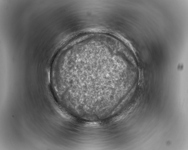 X0000098170061200805221524