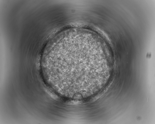 X0000098170065200805221524