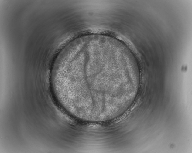 X0000098170066200805221524