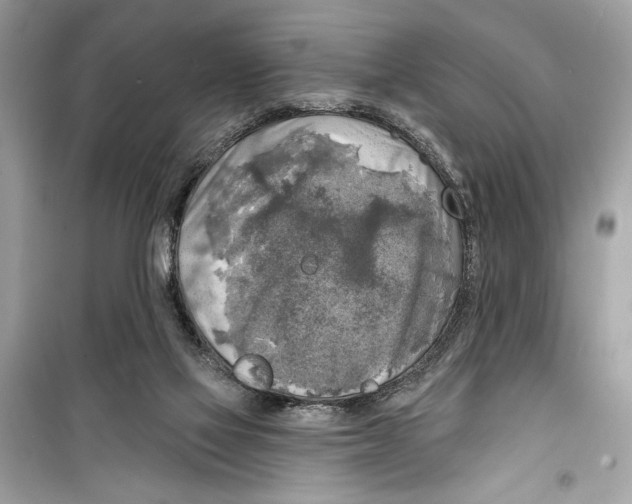 X0000098170069200805221524