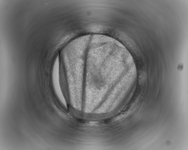 X0000098170072200805221524