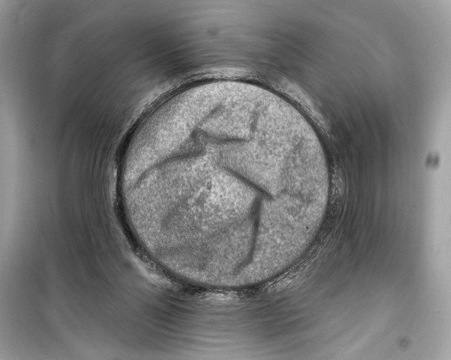 X0000098170110200805221524