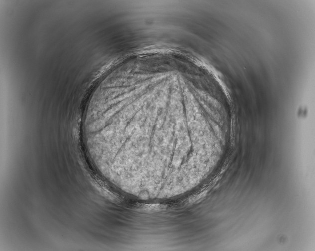 X0000098170153200805221523