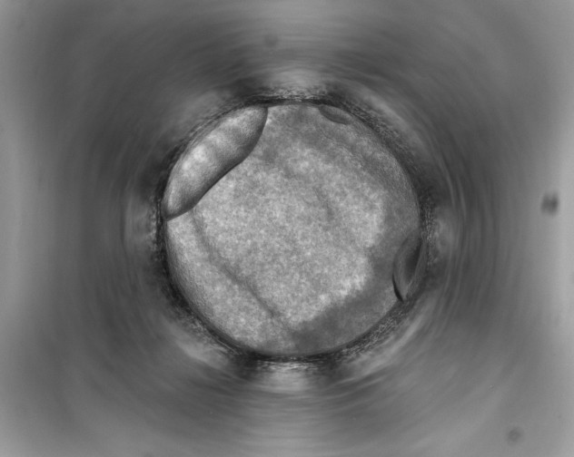 X0000098170268200805221521