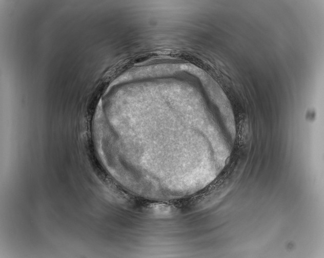 X0000098170272200805221521