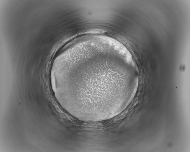 X0000098170337200805221520