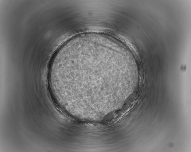 X0000098170346200805221520