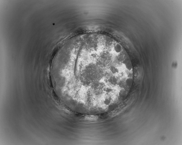 X0000098170369200805221520