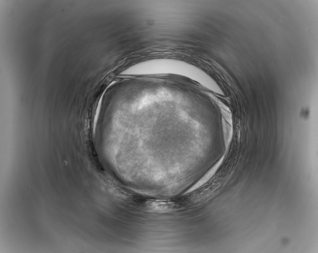 X0000098170372200805221520