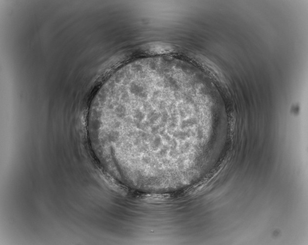 X0000098170373200805221520