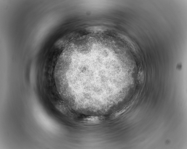 X0000098170381200805221520