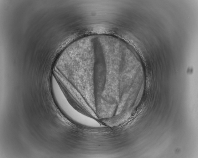 X0000098170393200805221519