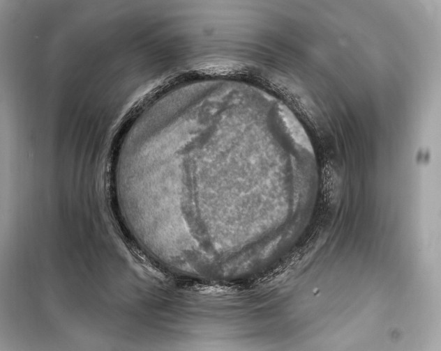 X0000098170400200805221519