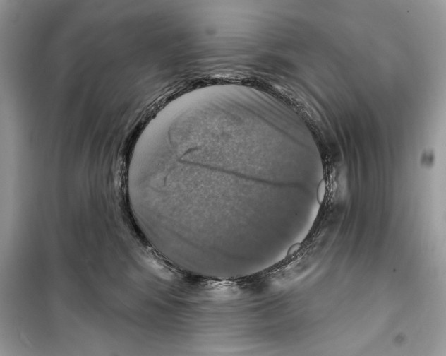 X0000098170424200805221519