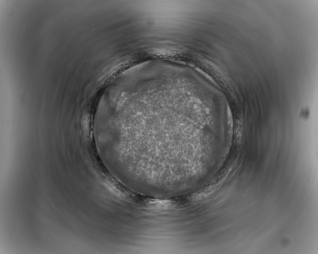 X0000098170428200805221519