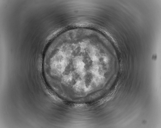 X0000098170446200805221519