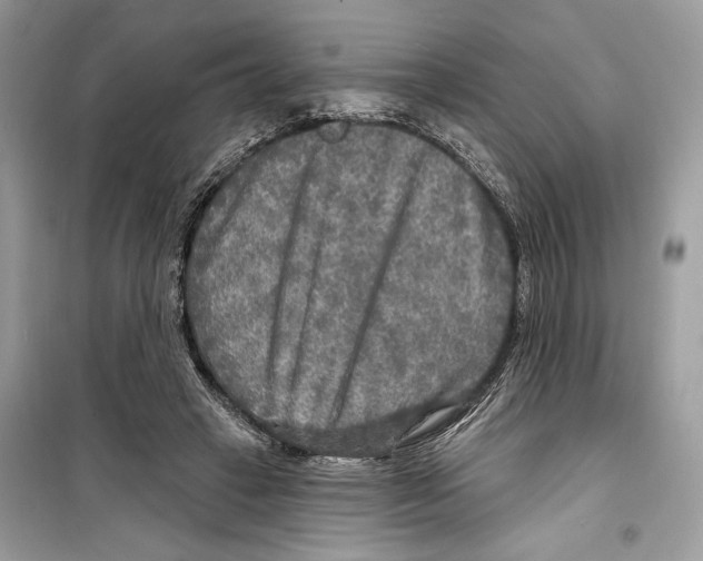 X0000098170449200805221519