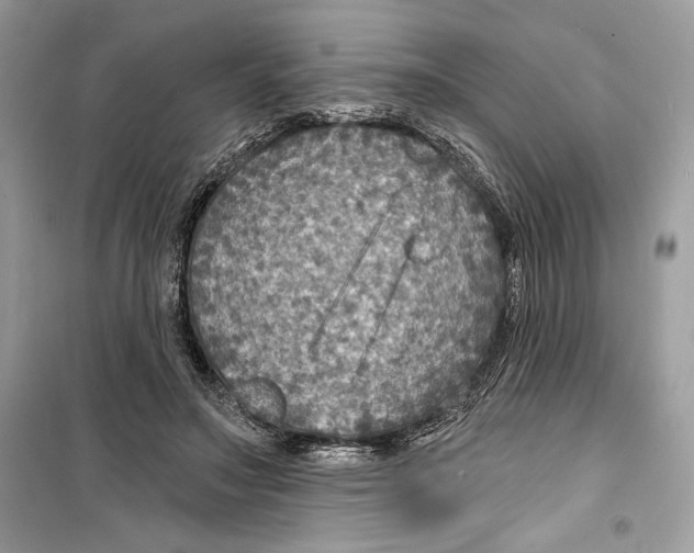 X0000098170499200805221518