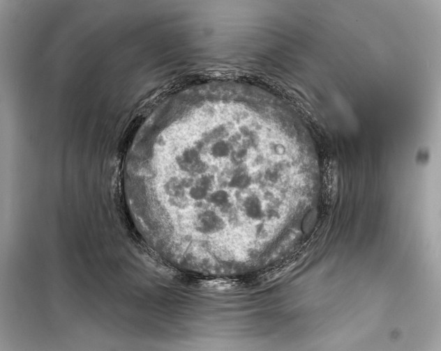 X0000098170511200805221518