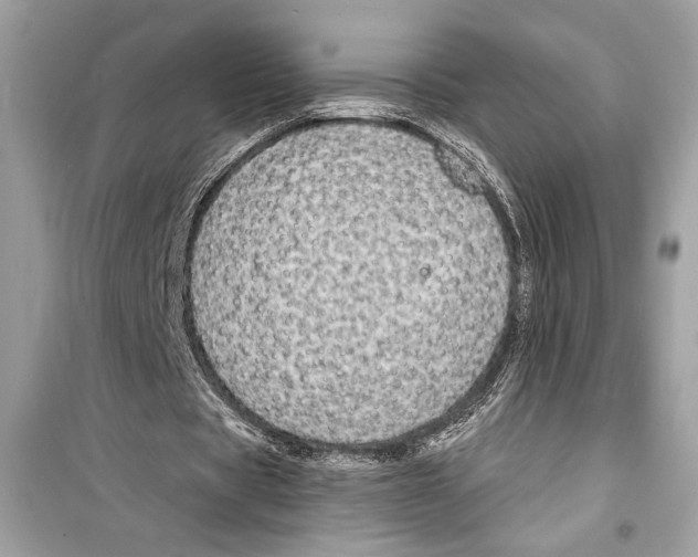 X0000098170529200805221517