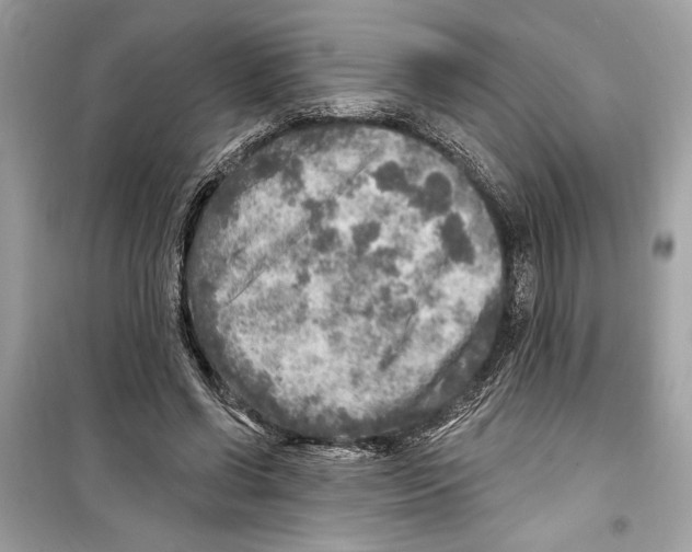 X0000098170542200805221517