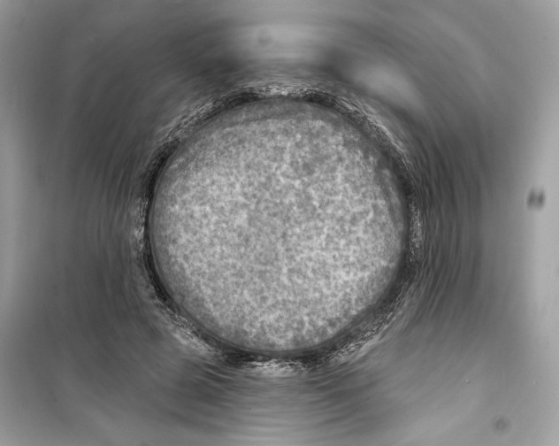 X0000098170545200805221517