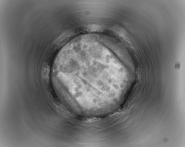 X0000098170550200805221517