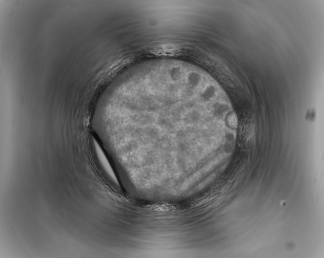 X0000098170652200805221516