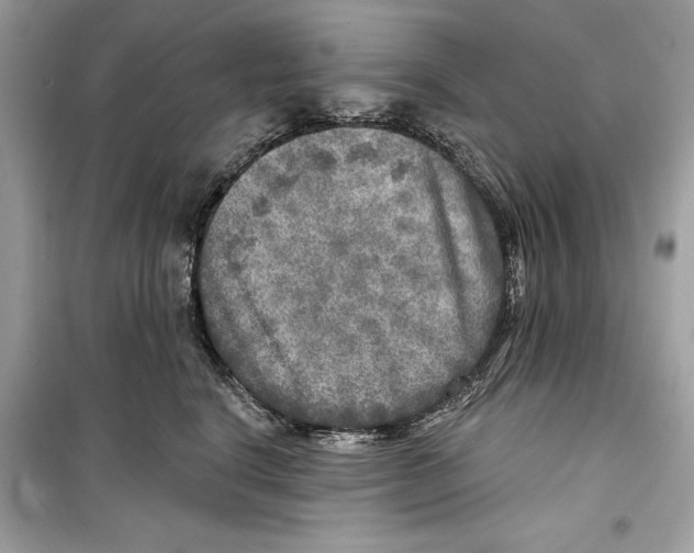 X0000098170664200805221516