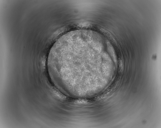 X0000098170668200805221516