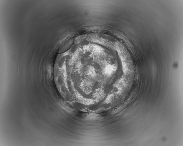 X0000098170669200805221516