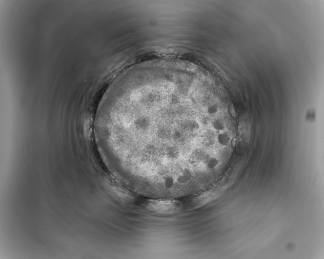 X0000098170671200805221516