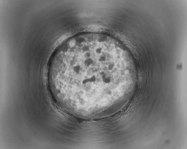 X0000098170679200805221515