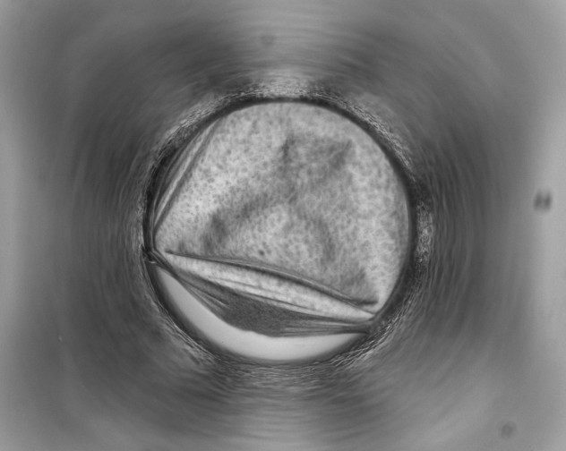 X0000098170681200805221515