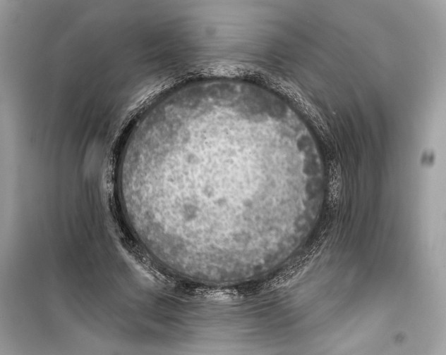 X0000098170683200805221515