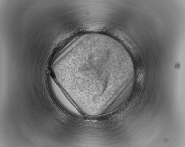 X0000098170685200805221515