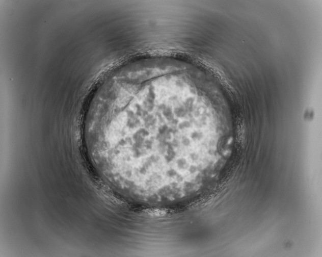 X0000098170687200805221515