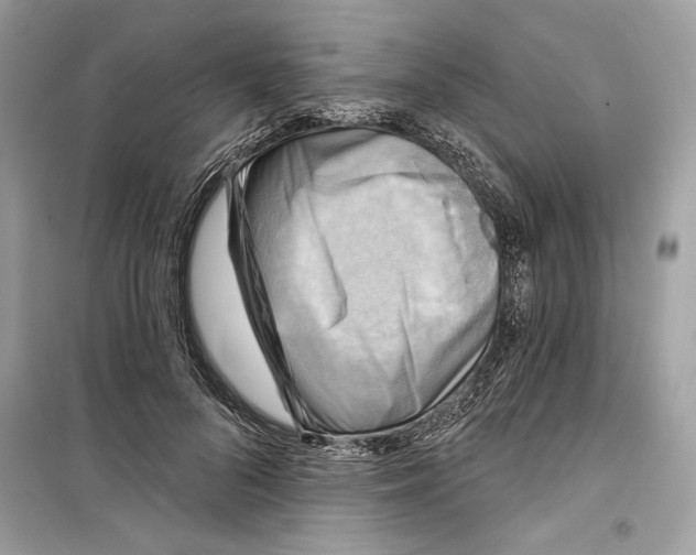 X0000098170696200805221515