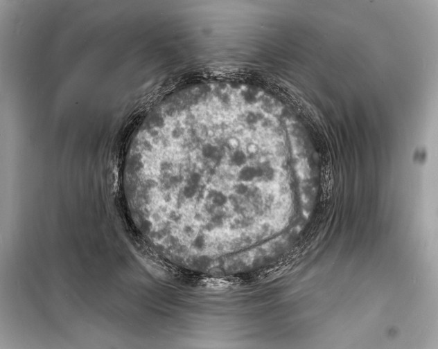 X0000098170703200805221515