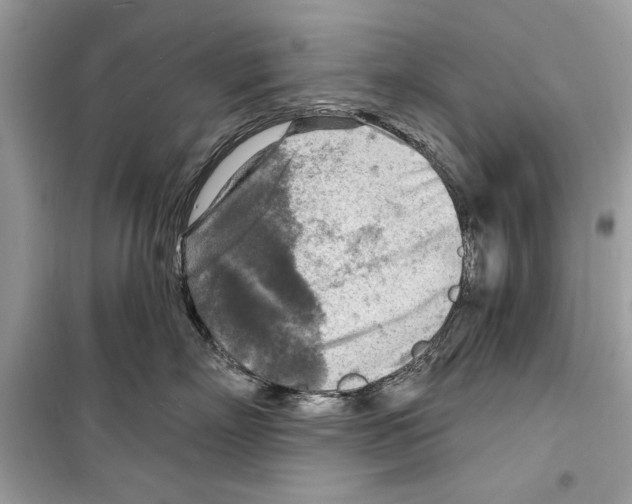 X0000098170718200805221515