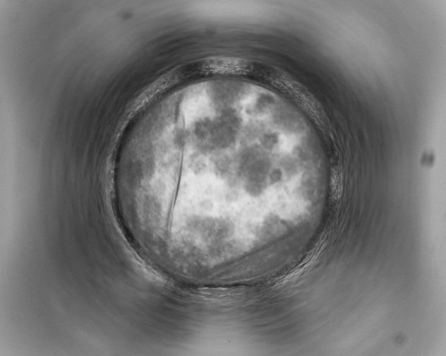 X0000098170725200805221514