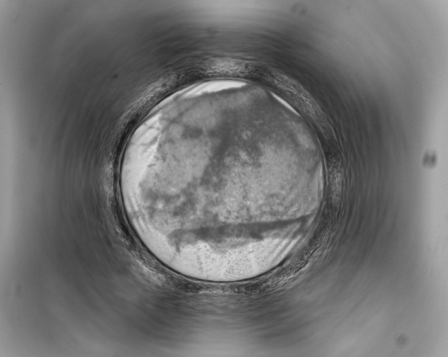 X0000098170729200805221514