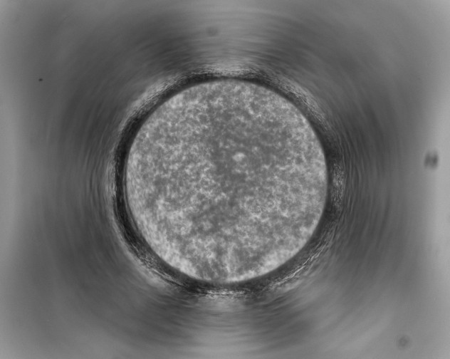 X0000098170734200805221514