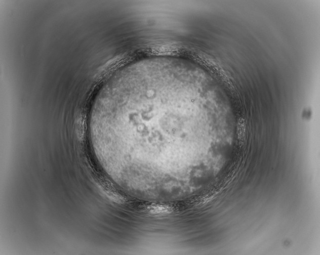 X0000098170741200805221515