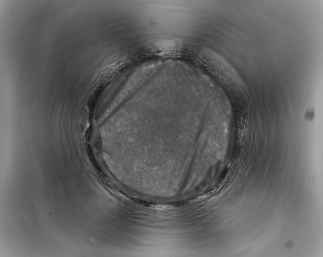 X0000098170748200805221515