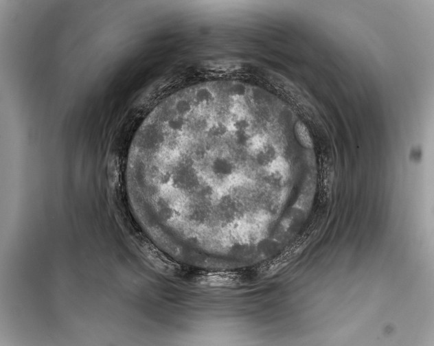 X0000098170758200805221515