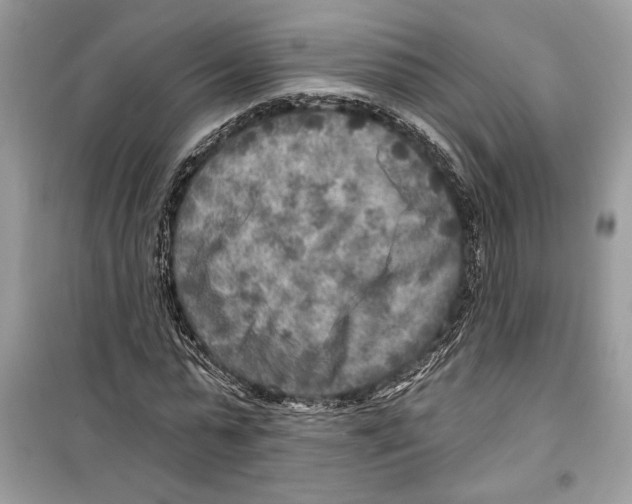 X0000098170775200805221514